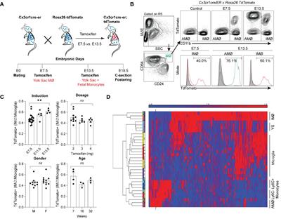 Altered ontogeny and transcriptomic signatures of tissue-resident pulmonary interstitial macrophages ameliorate allergic airway hyperresponsiveness